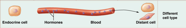 <p>hormones secreted into blood and taken up by target tissue of a different cell type than the signaling cell</p>
