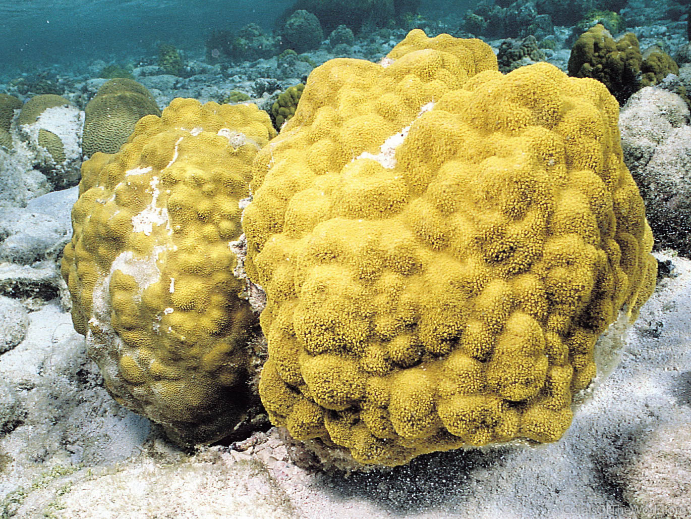 <p>Mustard Hill Coral</p>
