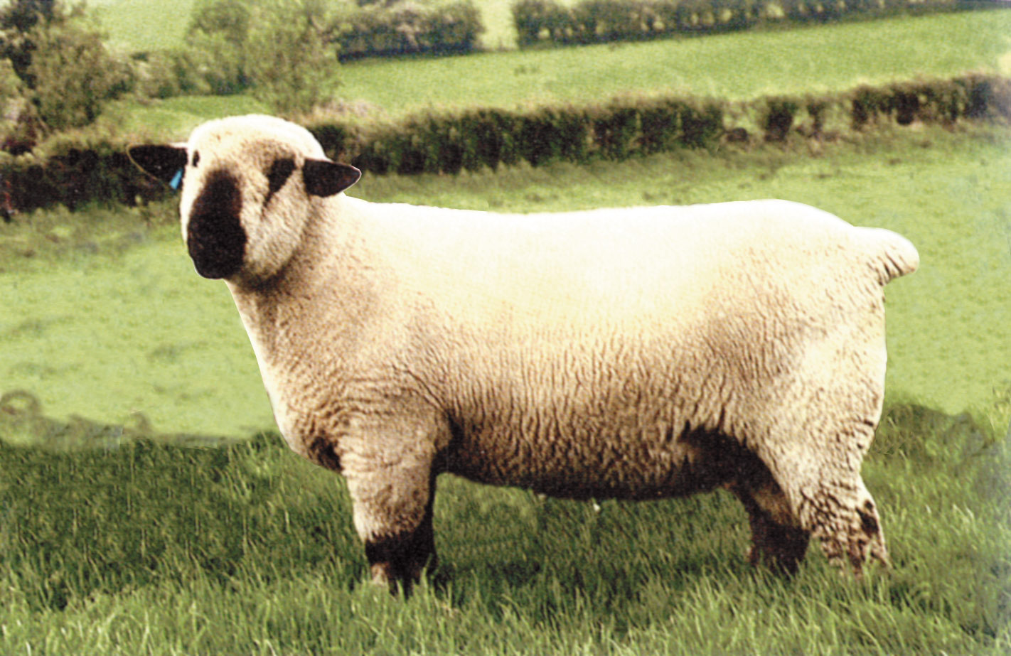 <p>sheep breed with medium wool, lowland breed from central and eastern England, rotation with crops, 25-33u</p>