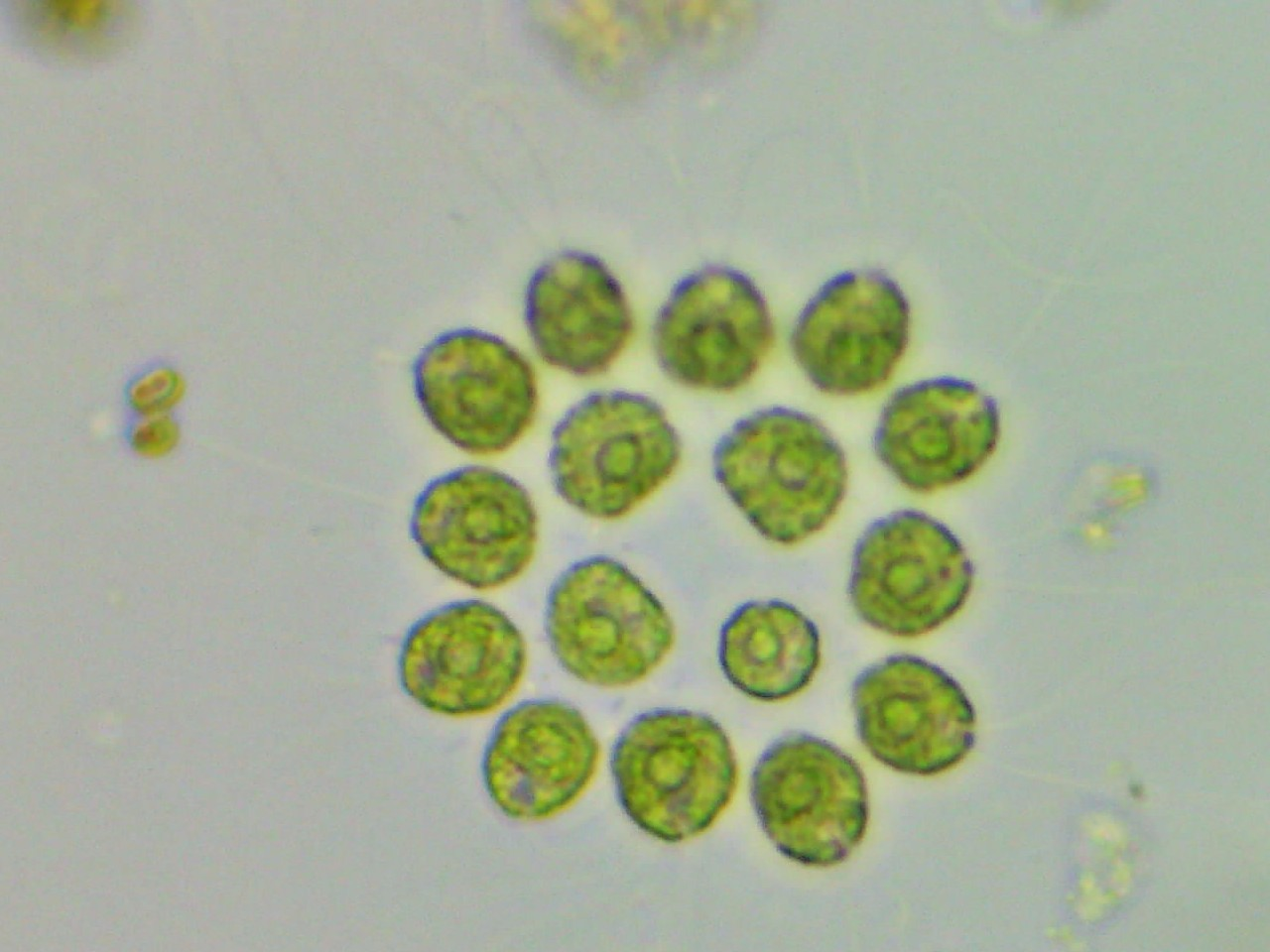 <p>Identify</p>