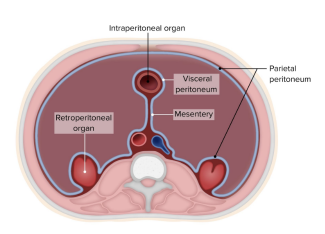 <p>C. Peritoneum</p>