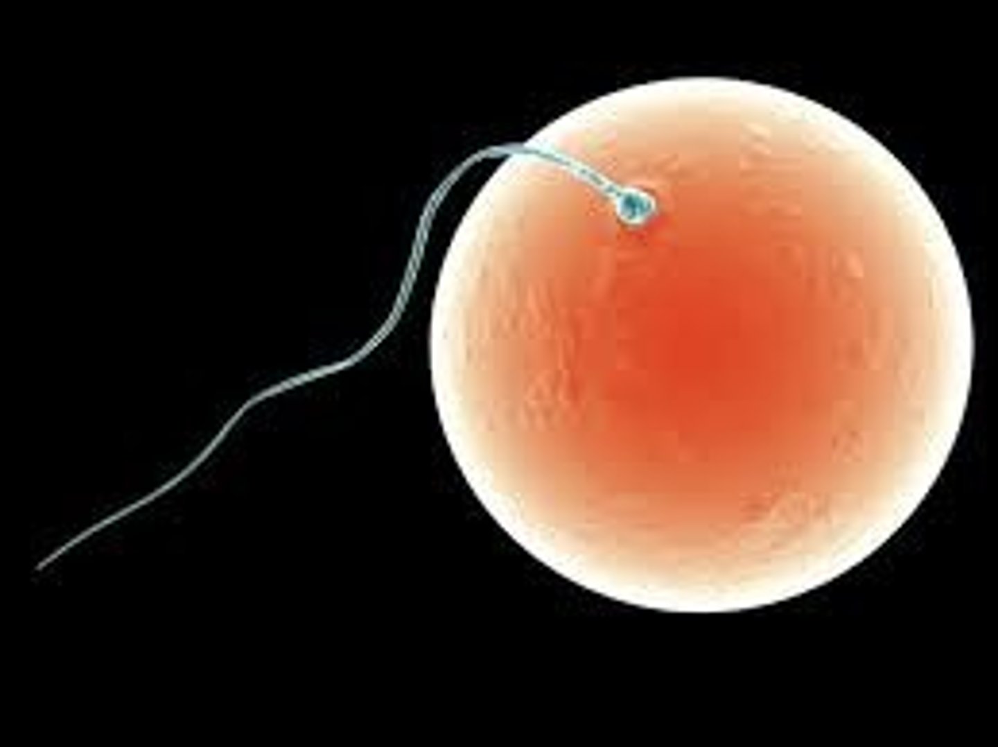 <p>The combining of the sperm and egg to form a single-celled zygote.</p>