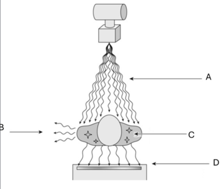 <p>Label</p>