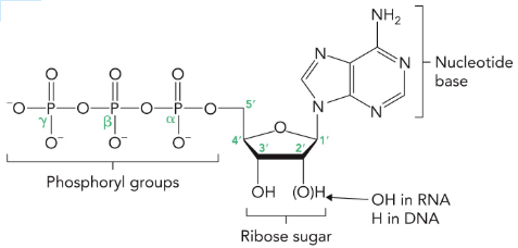 <p>The nitrogen atoms of nucleotide bases are derived from amino acids, whereas the sugar backbones come from ribose.</p>