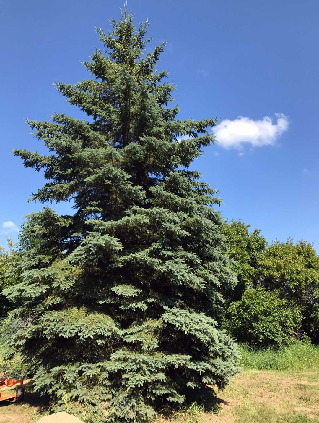 <p>Picea glauca (Pinaceae)</p>