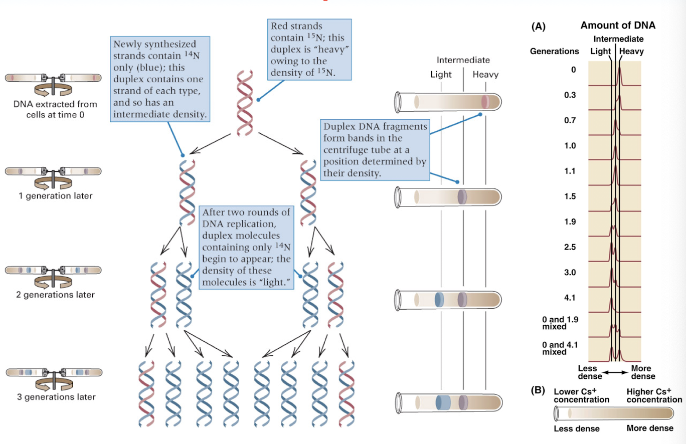 <p>density of daughter DNA duplexes less than that of the parental strand- becomes “lighter” (15N of parental DNA —> 14N of daughter DNA)</p><p>after one round of DNA duplication: the molecules contain one template/parental strand and one new/daughter strand, so they have an intermediate density due to the combination of the red 15N and blue 14N strands (red and blue DNA molecules)</p><p>after two rounds of DNA duplication: the molecules containing only the 14N appear lighter (all blue DNA molecules)</p>