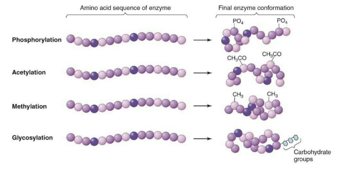 <ul><li><p><strong><em>Inhibition of enzymes</em></strong> may result from binding of an <strong><em>inhibitor molecule.</em></strong></p><ul><li><p>Conformation is altered; substrate no longer binds.</p></li><li><p>This is known as <strong><em>“allosteric inhibition”</em></strong></p></li></ul></li><li><p><strong><em>Covalent modificatio</em></strong>n may also alter enzyme conformations, altering activity.</p></li><li><p><strong><em>Enzyme covalent modification</em></strong> = Binding of molecules to specific sites on proteins can cause conformational changes that inhibit or enhance the activity of the protein</p></li></ul><p></p>