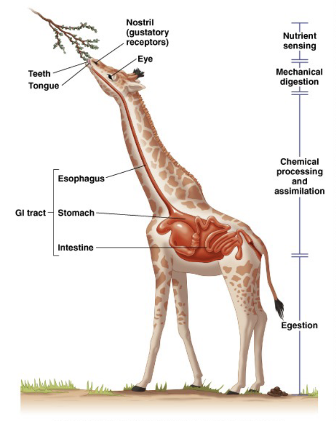 <ul><li><p>purpose</p></li><li><p>features</p></li><li><p>ingesting</p><ul><li><p>motility (movement and mechanical digestion) (physical mushed around, broken down into smaller chunks) (regulated by body)</p></li><li><p>secretions (communication and chemical digestion of foods, breaking chemical bonds) (regulated by body)</p></li><li><p>digestion (due to motility and secretions)</p></li><li><p>absorption (done mostly by mediated transport, GI tract has epithelial cells. gradient created to diffuse water [osmosis], nonpolar/small particles use simple diffusion, some transcytosis)</p></li></ul></li><li><p>egestion (excretion, waste removal)</p></li></ul><p></p>