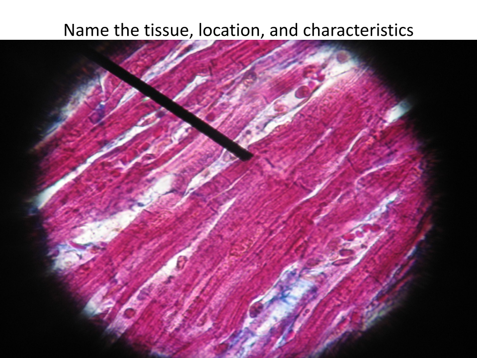<p>Name of this tissue?</p>