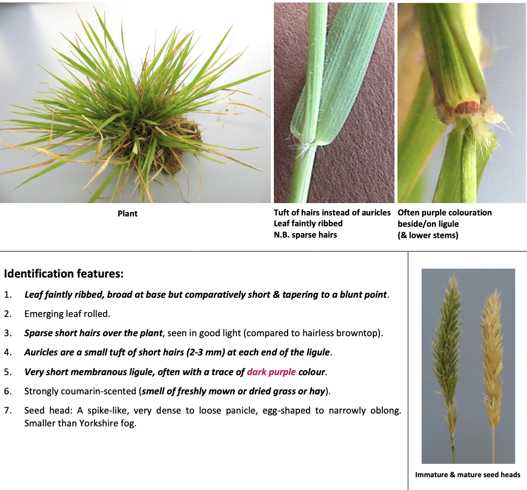 <p><strong>Plant family:</strong> Poaceae<br><strong>Life cycle:</strong> Perennial<br><strong>Key persistence/spread:</strong> Seed<br><strong>Farming systems:</strong> Dry slopes; low fertility pastures</p><p><strong> How to identify</strong></p><p>Is best known for its distinct sweet hay smell when crushed or dried. Leaves are short and relatively broad at the base, tapering to a blunt tip.</p><p>The plant has sparse fine hairs and small tufts of hair instead of auricles. The ligule is very short and often tinged purple.</p><p>Seed heads are short, compact, and spike‑like compared with browntop.</p><p>Smell is often the fastest way to confirm identity.</p>