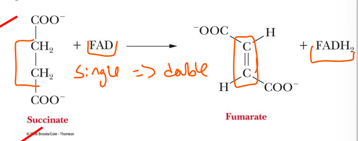<p>step 6</p><p>reaction carried out by enzyme succinate dehydrogenase</p><p>enzymes is an integral mitochondrial inner membrane protein</p><p>FAD acts as an e- acceptor instead of NAD+</p><p>bond between C 2&amp;3 is oxidized to double bond</p>