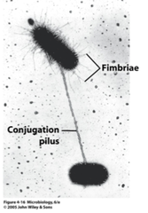 <p>A short, hairlike protein appendage of a prokaryotic cell that helps it adhere to the substrate or to other cells. </p><p>sweeps DNA </p><p>FOR attachment </p><p>often a virulence factor</p>