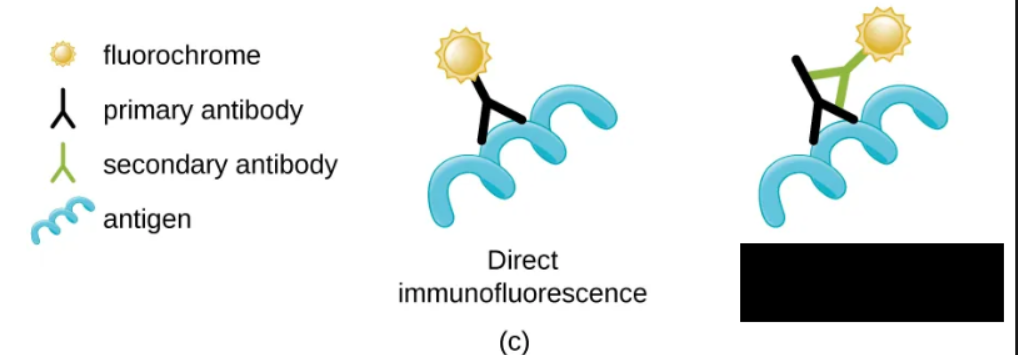 <p><span style="background-color: transparent;">Immunofluorescence technique where secondary antibodies are stained with fluorochrome rather than primary antibodies. Secondary antibodies do not attach directly to the pathogen, but they bind to primary antibodies. When the primary antibodies bind to the pathogen, the secondary antibodies can be observed. Makes it easier to visualize features in the specimen.</span></p><p><br></p>