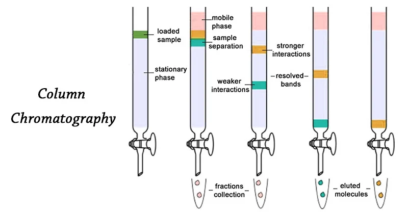 <p>separates compounds by polarity. The most nonpolar compounds travel the fastest, and the most polar compounds travel the slowest</p><ul><li><p>uses silica gel (polar) and eluent (impure mixture to be separated)</p></li><li><p>the eluent is poured into the top of the column, and the most nonpolar compound travels down the fastest</p></li><li><p>similar to TLC, except the most polar compound is at the top of the column, and the most nonpolar compound is at the bottom</p></li></ul><p></p>