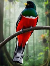 <p>Trogoniformes</p>