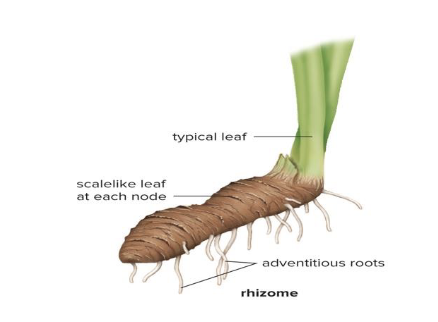 <p>Horizontal stems that grow below-ground and have long to short internodes (Irises, Ferns and Grasses)</p>