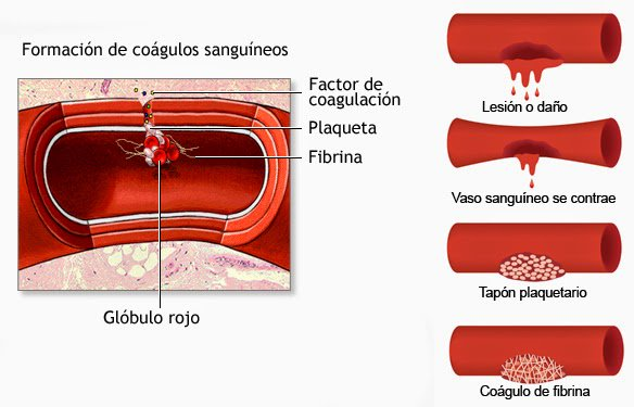 <p>Los factores de crecimiento son células clave en señalización celular ya que promueven la diferenciación. En ingeniería de tejidos, ¿cuál de los siguientes factores <span style="color: red;"><strong>es altamente usado para la estimulación de vasos sanguíneos?</strong></span></p>