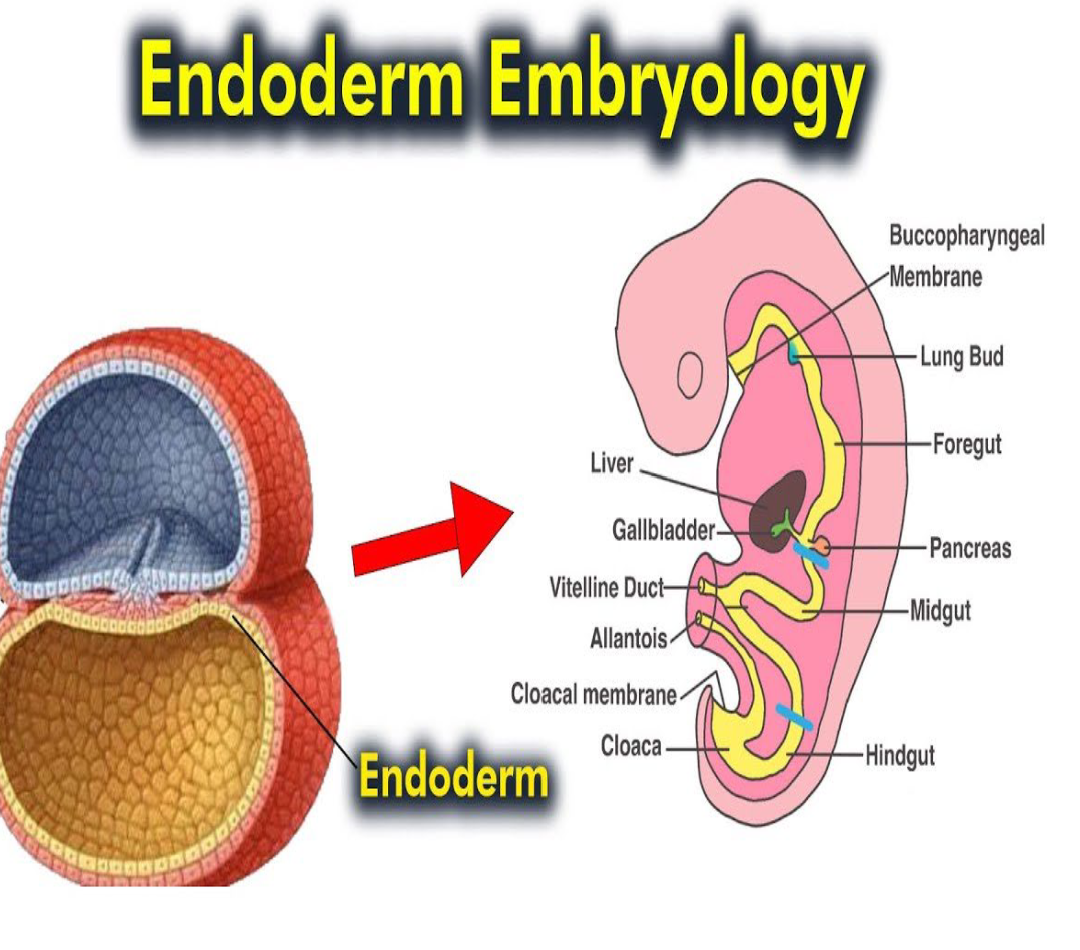 <p>Think of Lining</p><p>1) Epithelial lining of: GI tract, respiratory tract, urinary bladder, urethra, tympanic cavity, auditory tube</p><p>2) Gastrointestinal tract</p><p>3)Thyroid</p><p>4) Parathyroid</p><p>5) Liver</p><p>6) Pancreas</p>