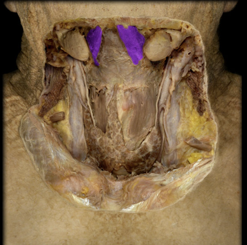 <p>Origin: The digastric fossa, Insertion: The intermediate tendon</p>