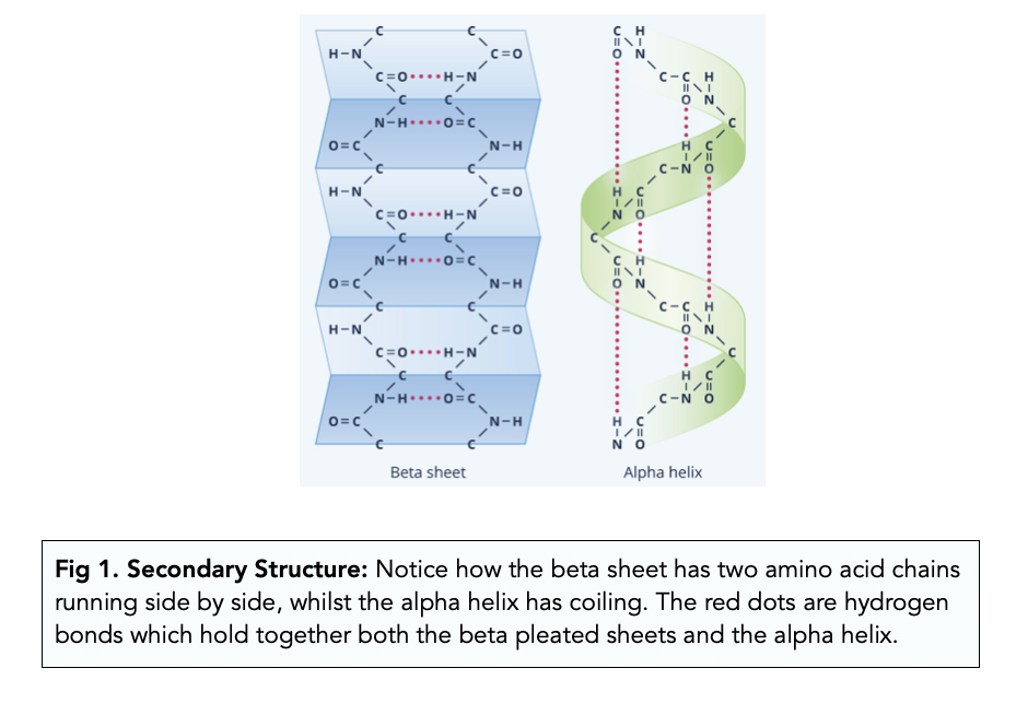 <p><span>α-helix and β-pleated sheet are secondary structures of proteins</span></p><p><span>form because of hydrogen bonding between carbonyl and amino groups in the peptide backbone</span></p><ul><li><p><span>Certain amino acids tend to form an α-helix</span></p></li><li><p><span>Others amino acid favor formation of β-pleated sheet</span></p></li></ul><p></p>