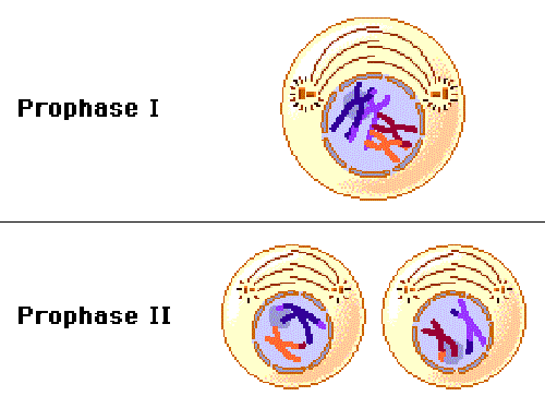 <ul><li><p><span style="background-color: transparent;">In meiosis one-homologous chromosomes separate process</span></p></li><li><p><span style="background-color: transparent;">2 complete sets of duplicated chromosomes in the form of sister chromatids</span></p></li><li><p><span style="background-color: transparent;">Each duplicated chromosome pairs with its corresponding homologous chromosomes- forms a tetrad</span></p></li><li><p><span style="background-color: transparent;">The homologous chromosomes the exchange portions of DNA- called <strong>genetic recombination</strong></span></p></li><li><p><span style="background-color: transparent;">The chromosomes condense and become visible in this stage</span></p></li></ul><p><u>Chromosome number</u>:</p><ul><li><p>46 double chromosomes- diploid</p></li></ul><p></p>