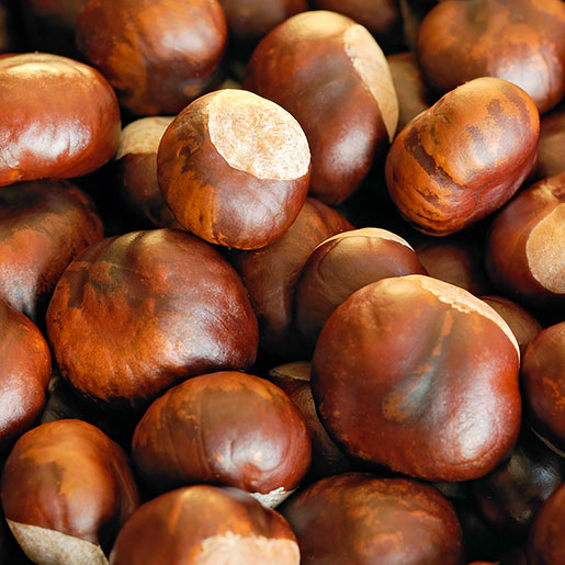 <p>Chestnut</p>