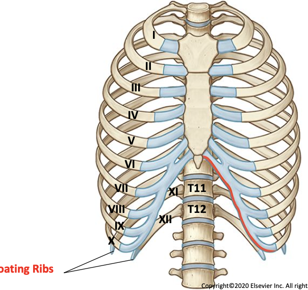<p>Ribs 11-12<br>Not articulated to the sternum</p>