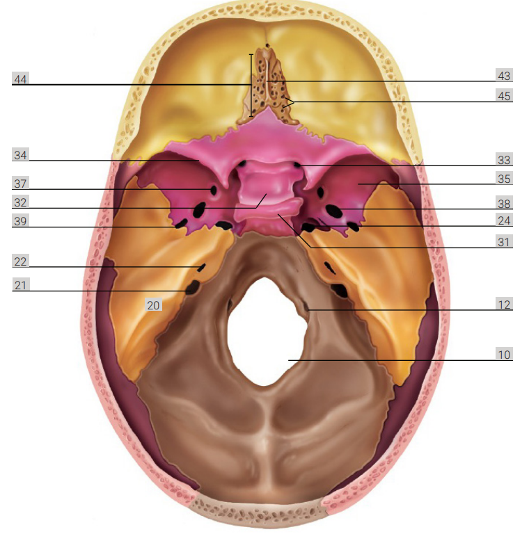 <p>label 31</p>