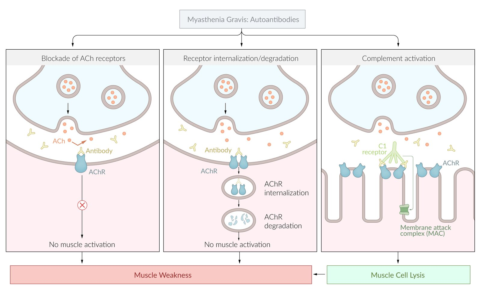 <ol><li><p>Autoantibodies target postsynaptic AChR on muscle cells =</p></li></ol><ul><li><p>Competitive AChR inhibition</p></li><li><p>AChR internalization/degradation</p></li><li><p>Complement activation</p></li></ul><ol start="2"><li><p>Impair signal transduction at NMJ (AChR inhibition + internalization) OR muscle cell lysis (complement) = Skeletal muscle weakness + fatigue</p></li></ol><ul><li><p>Thymus: Muscle-like (myoid) cells express AChR = T cells target AChR = Produce AChR autoantibodies</p></li></ul><p></p>