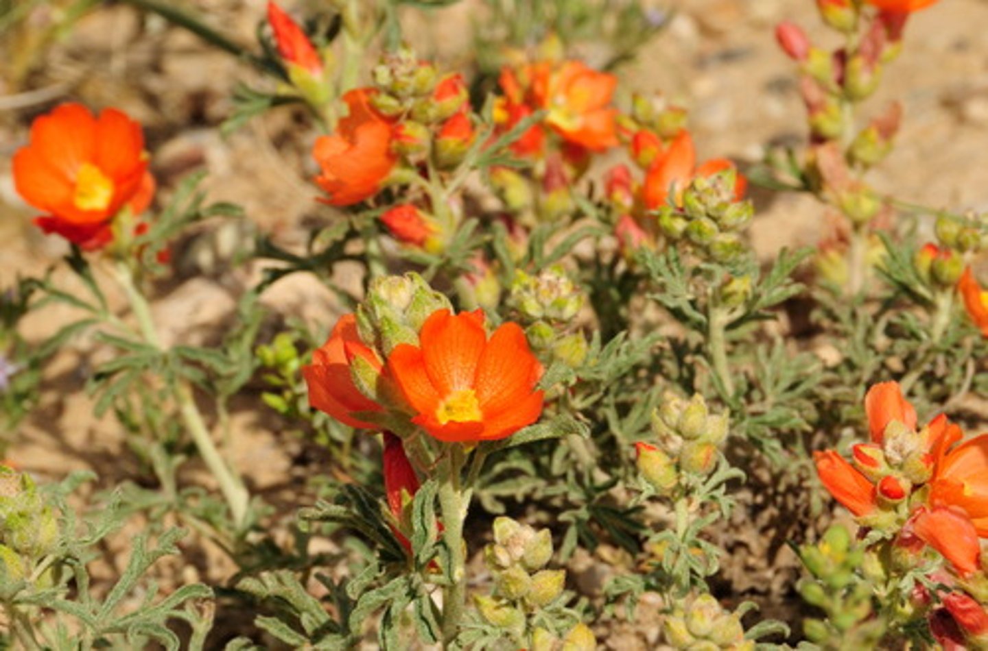 <p>Sphaeralcea coccinea</p>