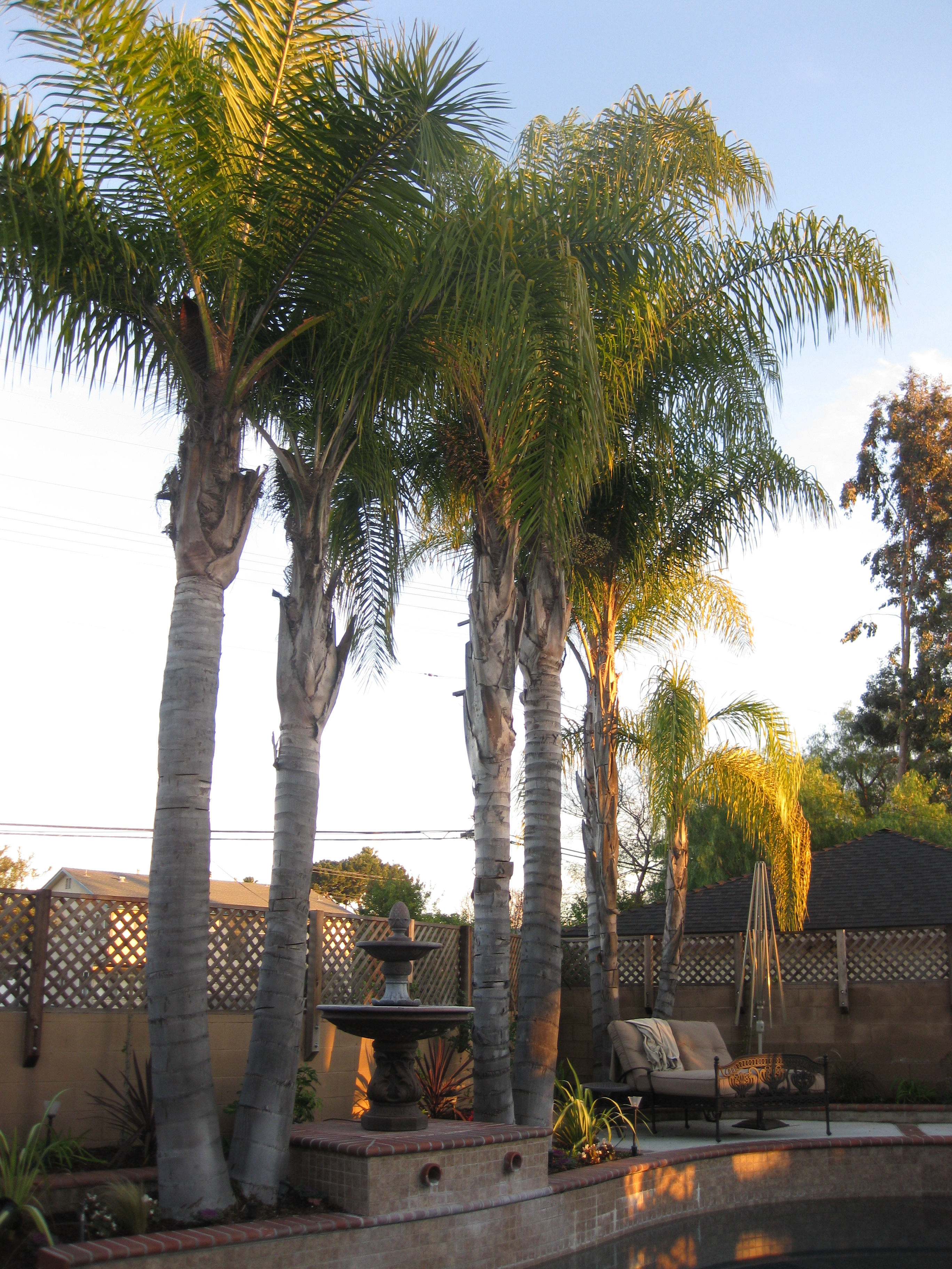 <p>Syagrus romanzoffianum - Queen Palm</p>