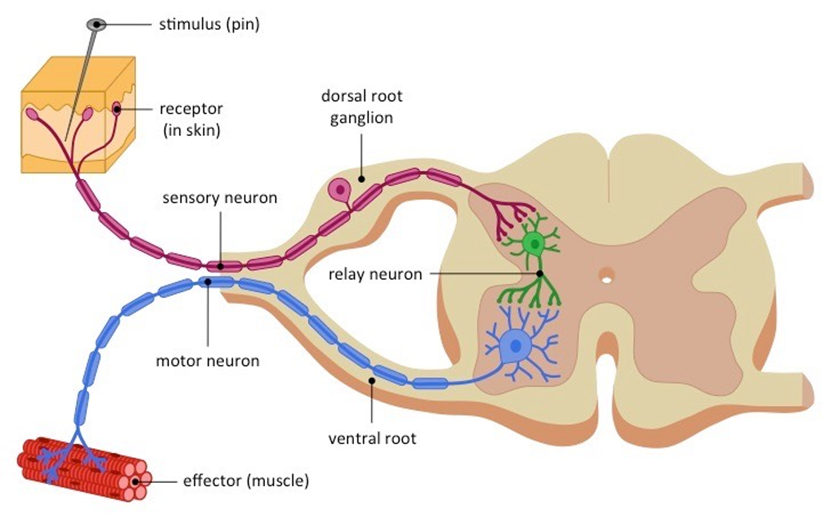 A rapid automatic response pathway.