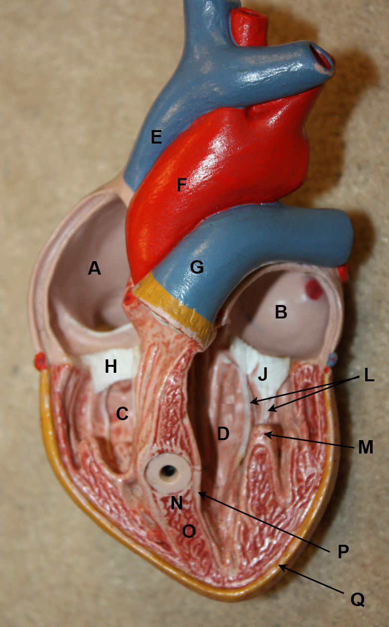 <p>In the images above and below, identify chambers A, B, C, and D; blood vessels E, F, and G; structures H, J, K (above image only), L, M, and N; and layers of the heart wall O, P, and Q (below image only). &nbsp;(There is no letter I.)</p>