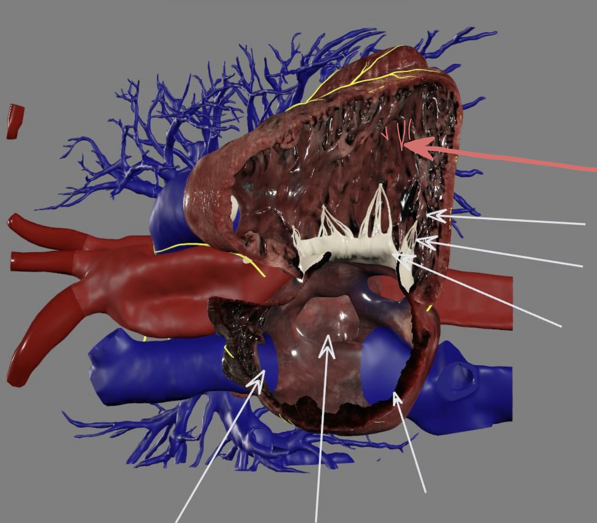 <p>right ventricle</p>