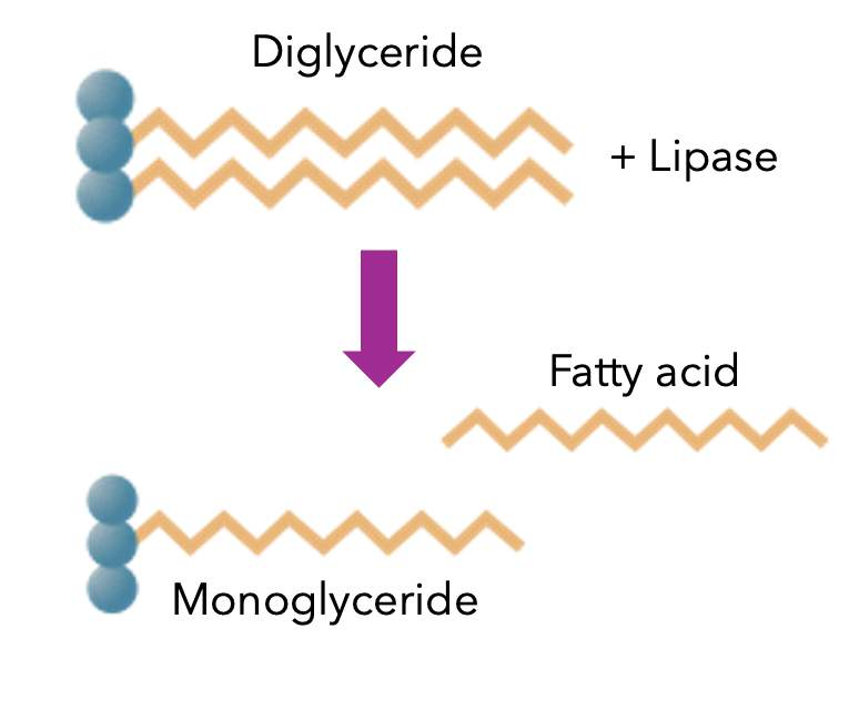 <p><span>Further activity of the lipase will remove another fatty acid from the diglyceride, leaving a monoglyceride and another fatty acid.</span></p>