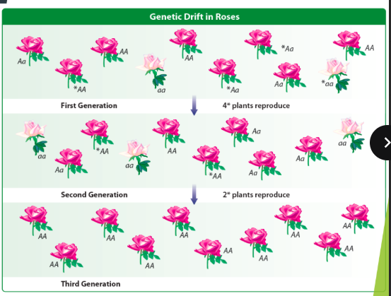 <p><strong>Genetic Drift:</strong> the change in frequencies of alleles due to chance events in a breeding population</p><p>In nature, sample size can greatly affect the pool of a population – smaller populations will be affected more easily!</p><p>However, in nature, most populations are large enough this won’t happen….</p><p>Certain events can cause genetic drift when large populations are made smaller (Ie. The Founder Effect and The Bottleneck Effect)</p>