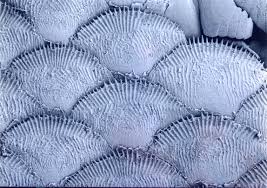 <p>Overlapping scales with tiny comb-like projections, found in spiny-rayed bony fishes.</p>