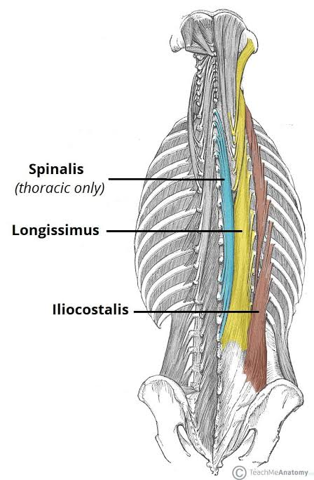 <p>O: spinous process upper lumbar and thoracic</p><p>I: spinous processes upper thoracic and cervical</p>