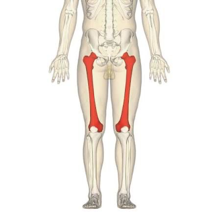 <p>What is the thigh bone called, and where does it articulate with the pelvis?</p>