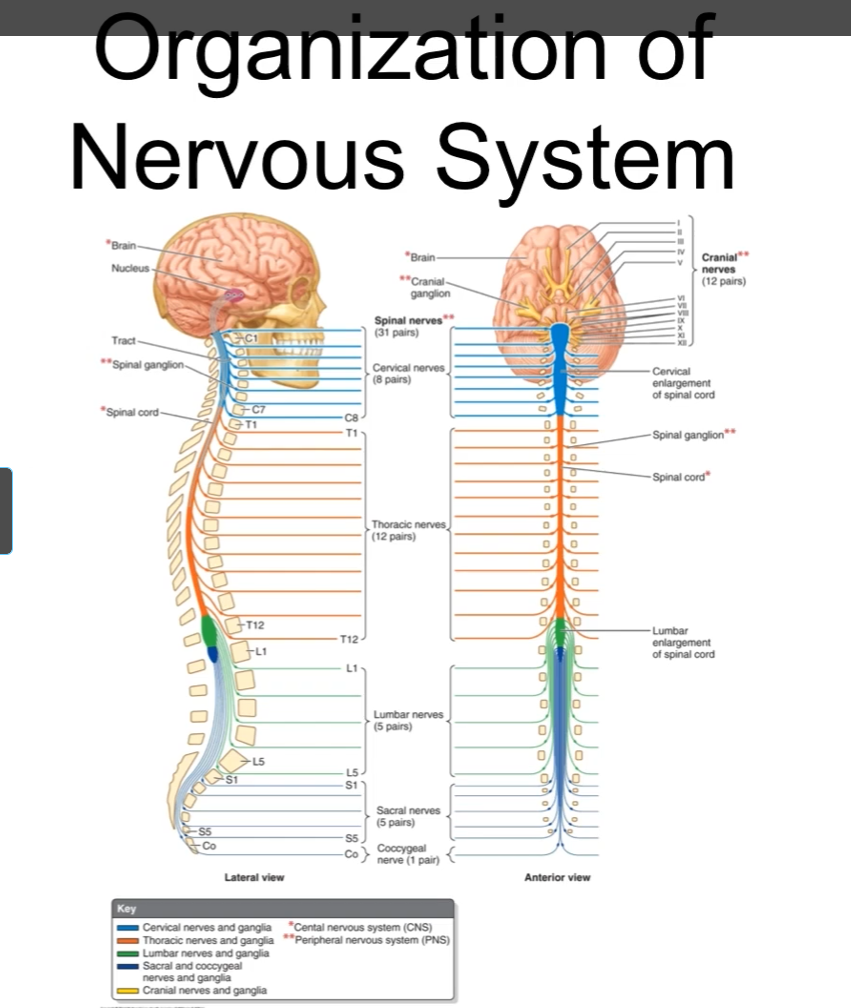<p>This image shows the distribution of the organization of the nervous system. </p><p>31 pairs of spinal nerves</p><p>The spinal nerves are classified according to where they exit the spinal cord. </p><p>C8, T12, L5, S5</p><p>All of them are exiting both sets of the spinal cord in the region called the intravertebral foramen. </p><p>The cervical and lumbar regions are enlarged because they supply the upper and lower limbs. </p>