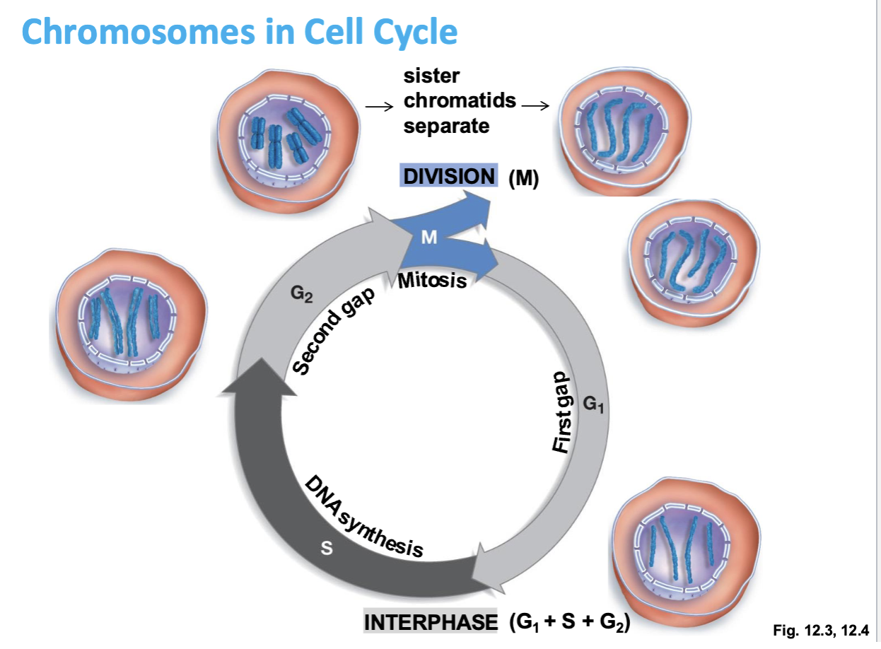 <ul><li><p>sister chromatids condense early on &amp; then separate in mitosis</p></li><li><p>POST mitotic stage = 2 cells EACH WITH 4 chromosomes</p></li></ul><p></p>