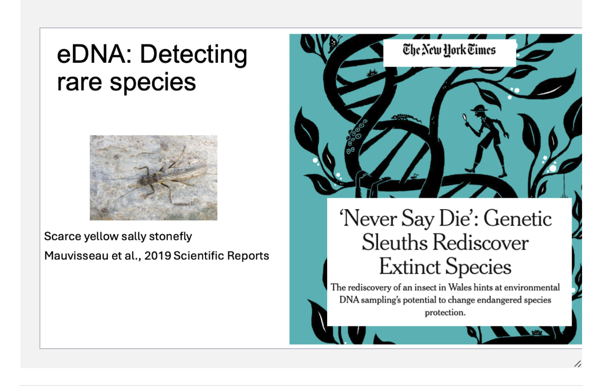 <p><span><span>Scarce yellow sally stonefly</span></span></p>