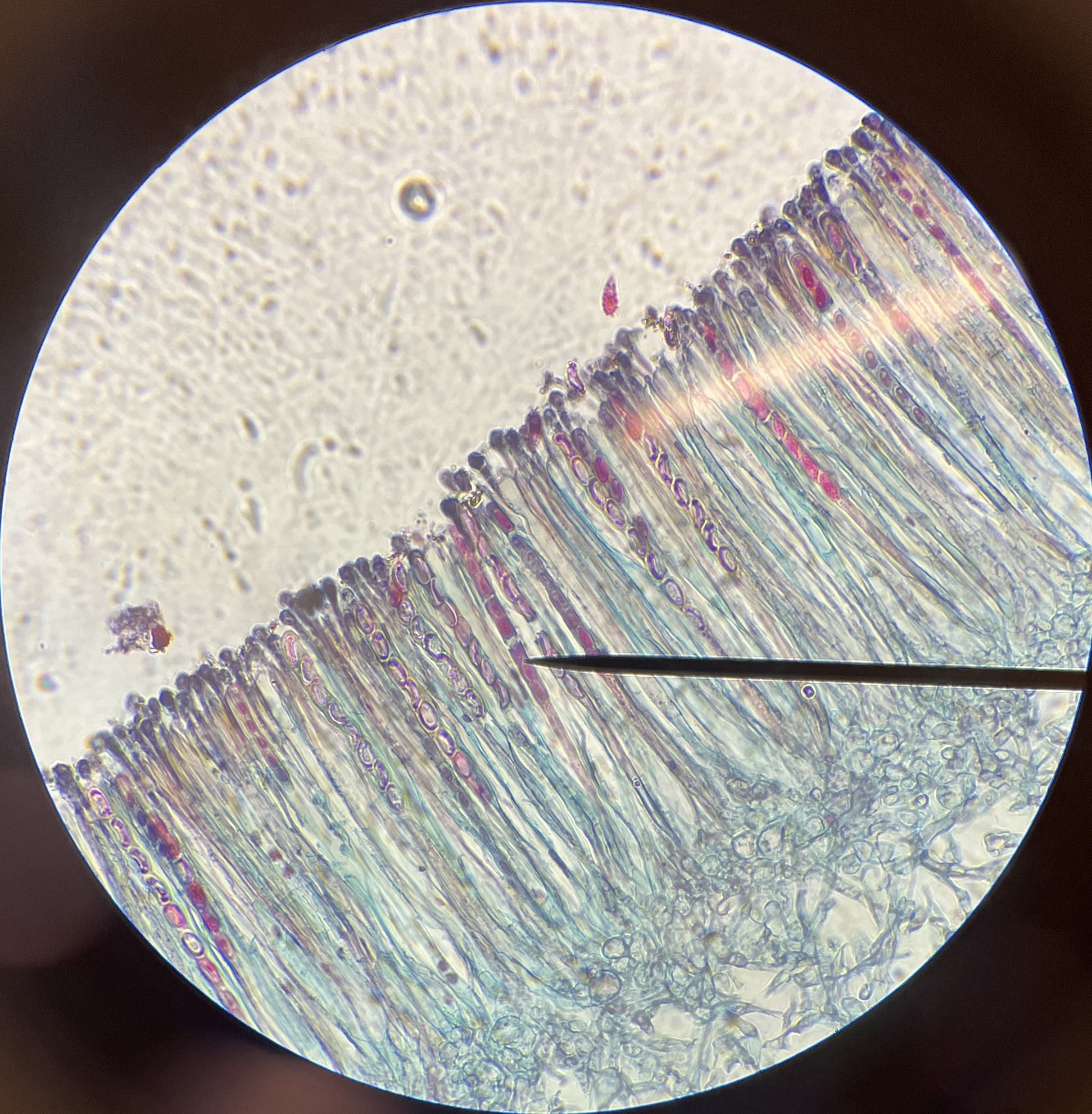 <p>What is the pointer on?</p>