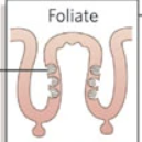 <p>posterior lateral edge (dozen -hundreds taste buds)</p>