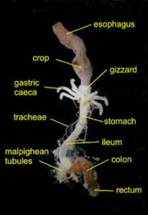 <p>proventriculus</p>