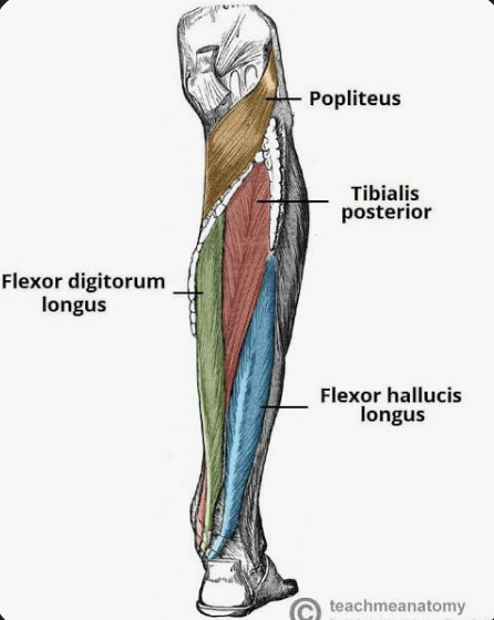 <p>Actions- Plantar flexion of ankle, inversion of foot; supports the medial arch.</p><p>Functional Groups- Ankle plantar flexors and foot invertors.</p><p>Synergists- Soleus, gastrocnemius, flexor digitorum longus, flexor hallucis longus.</p><p>Antagonists- Tibialis anterior, fibularis longus, fibularis brevis, fibularis tertius.</p>