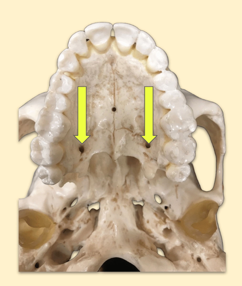 knowt flashcard image