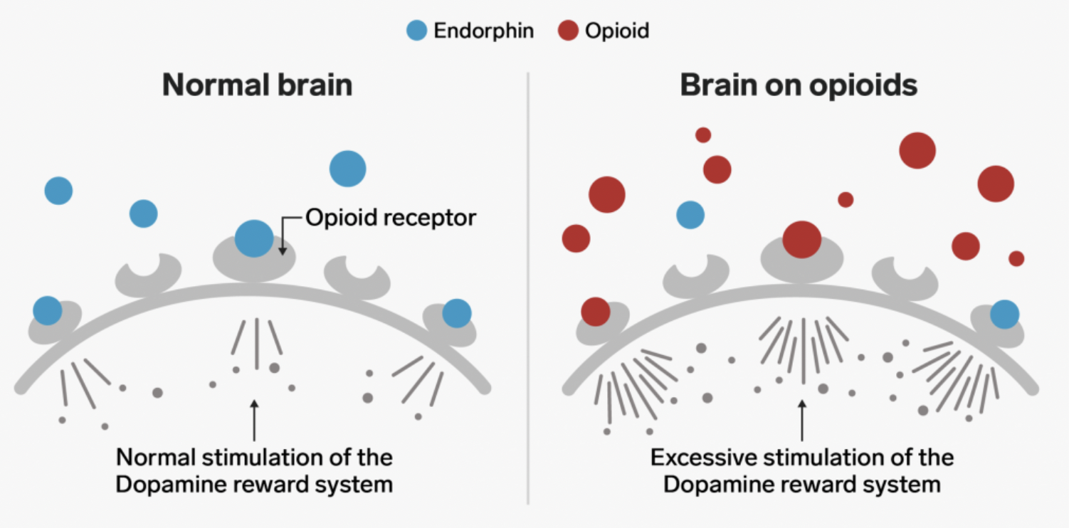 <p>How do Endogenous opioids work?</p>
