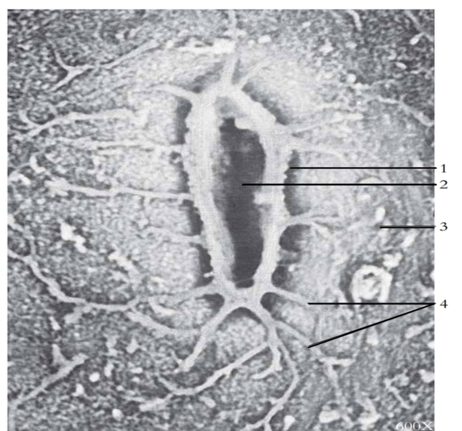 <p>1? </p>