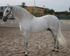 <p>welk type paard is dit</p>